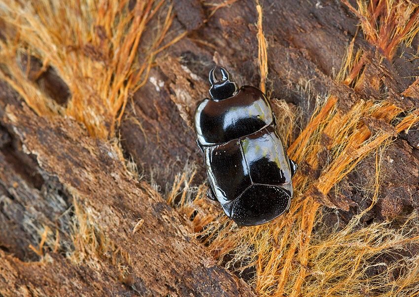 Hololepta plana
