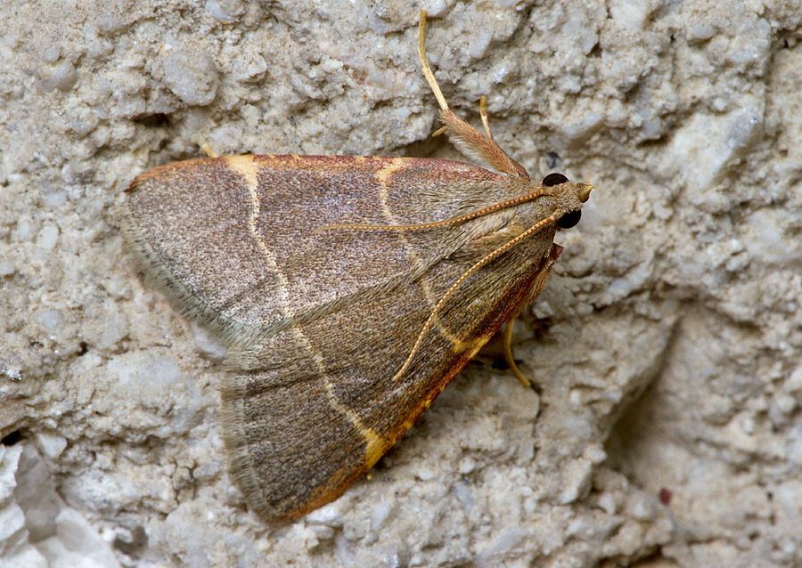 Ocrasa glaucinalis