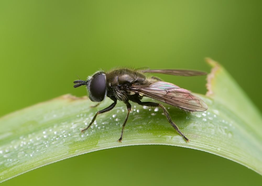 Pipizella viduata