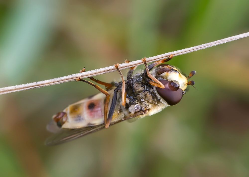 Eupeodes corollae