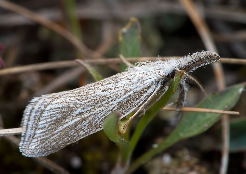 Minetia crinitus cf.