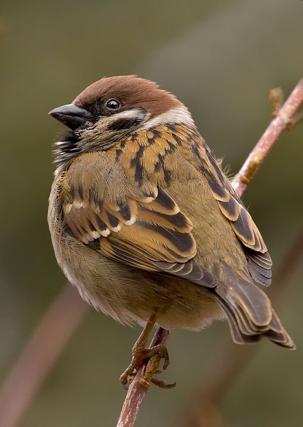 Passer montanus (vrabec poľný)