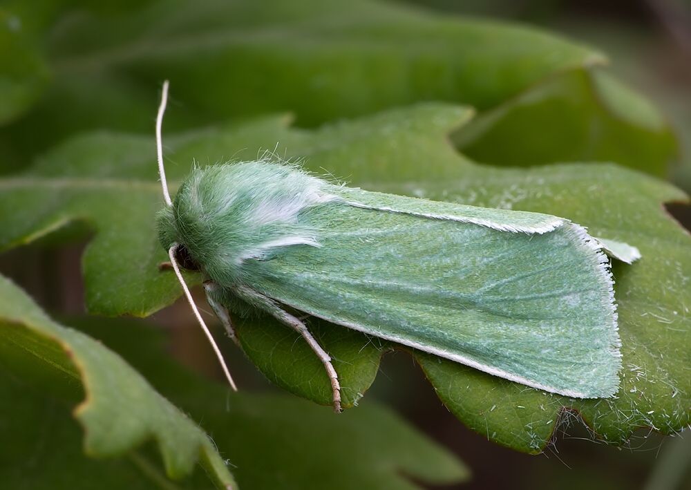Calamia tridens