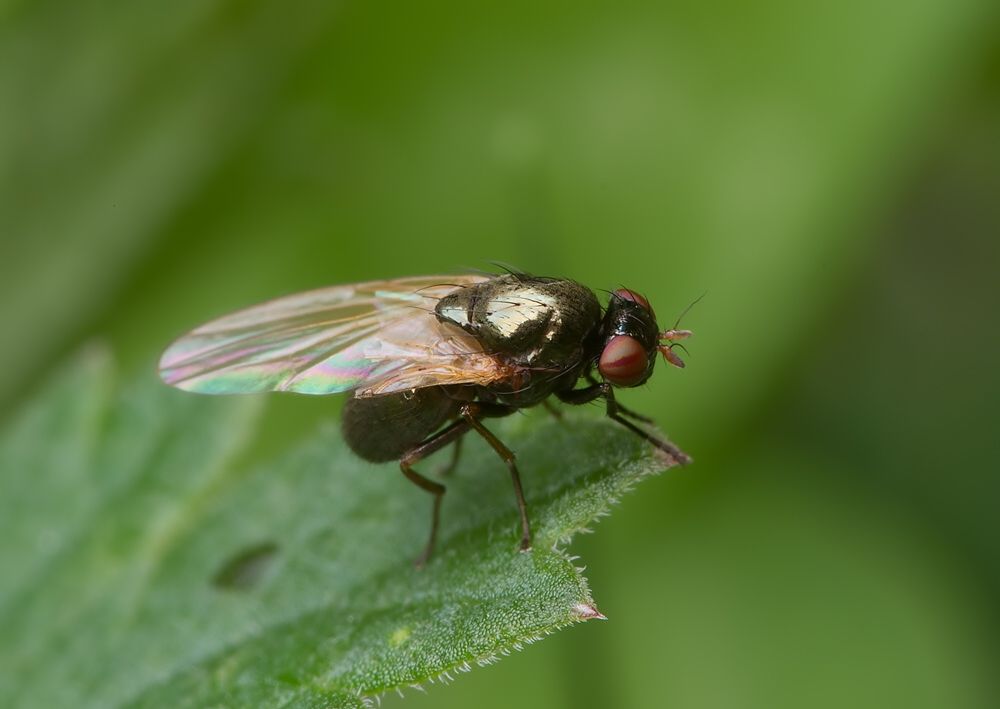 Sapromyza hyalinata