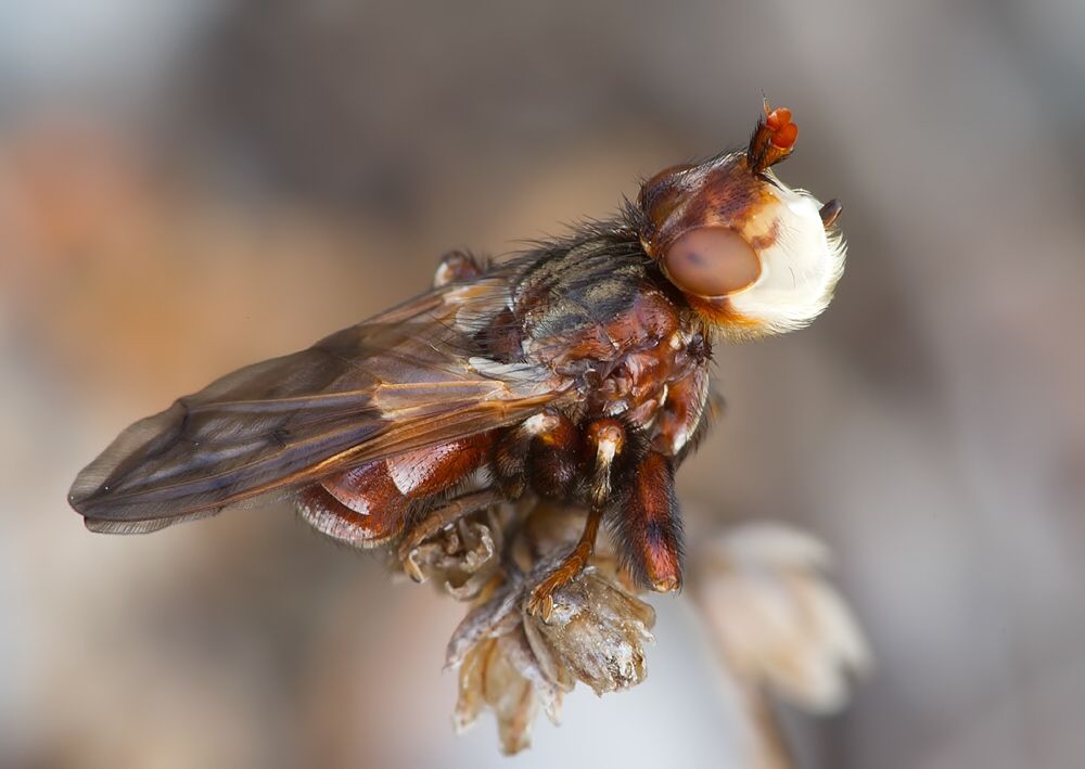 Myopa buccata