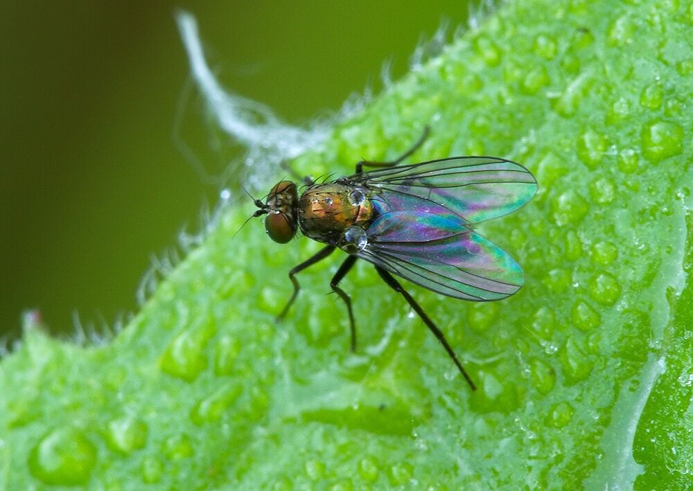 Chrysotus laesus