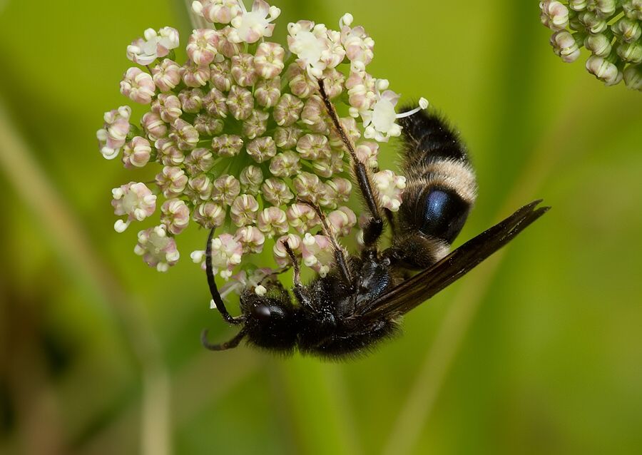 Mutilla marginata