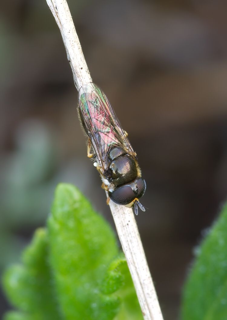 Paragus tibialis