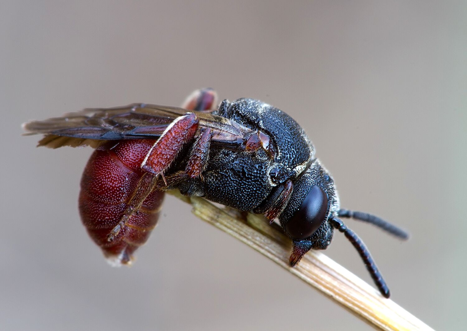 Biastes brevicornis