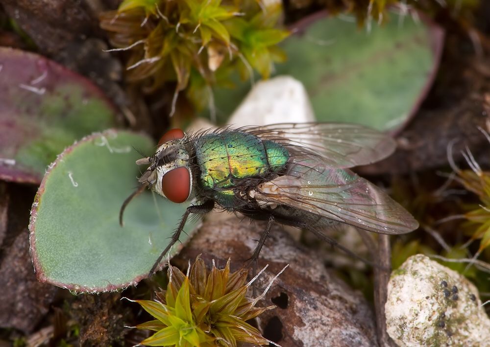 Lucilia sericata