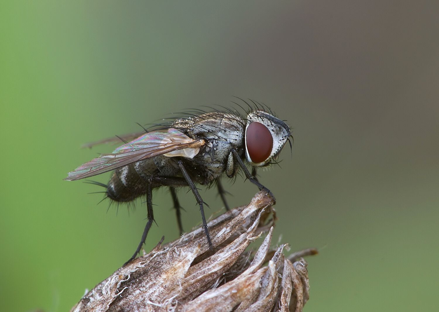 Miltogramma rutilans
