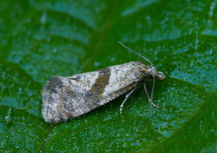 Cochylidia heydeniana