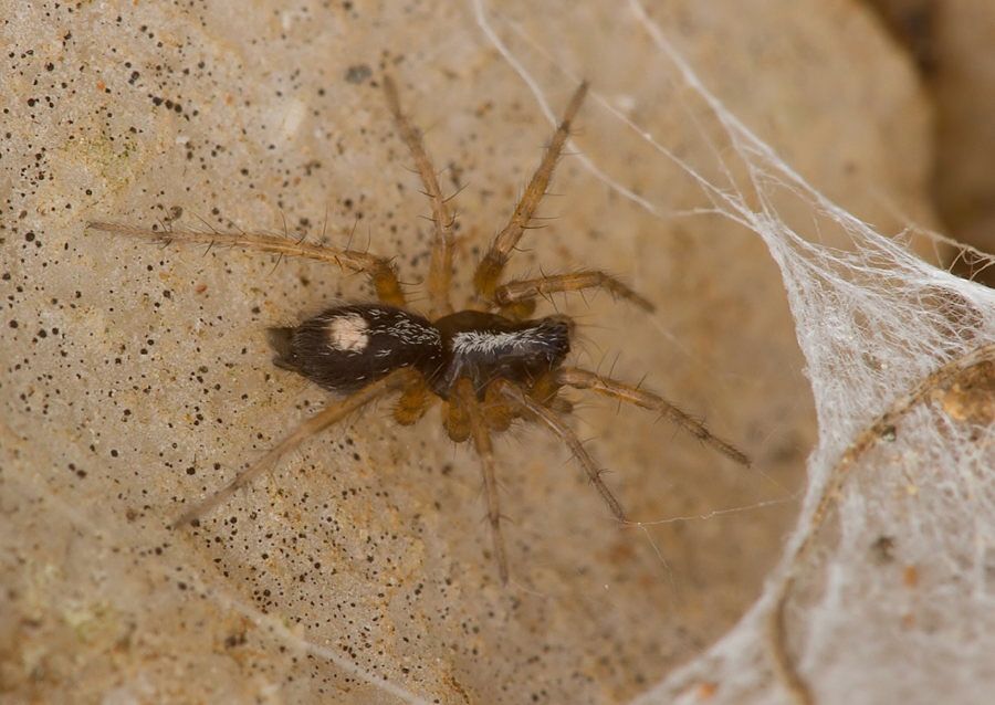 Textrix cf. caudata