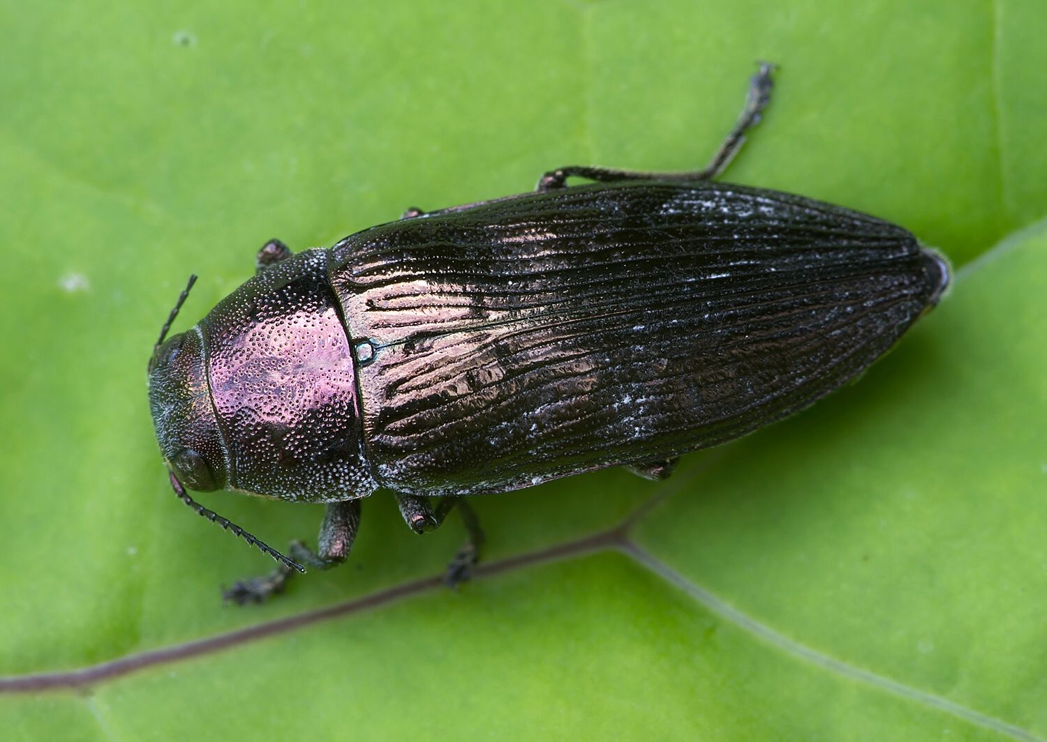 Buprestis haemorrhoidalis