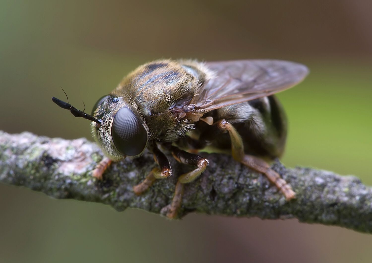 Microdon devius