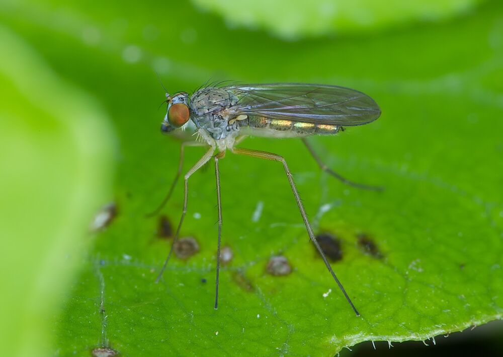 Sciapus platypterus