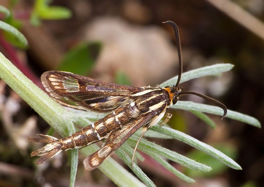Pyropteron triannuliforme