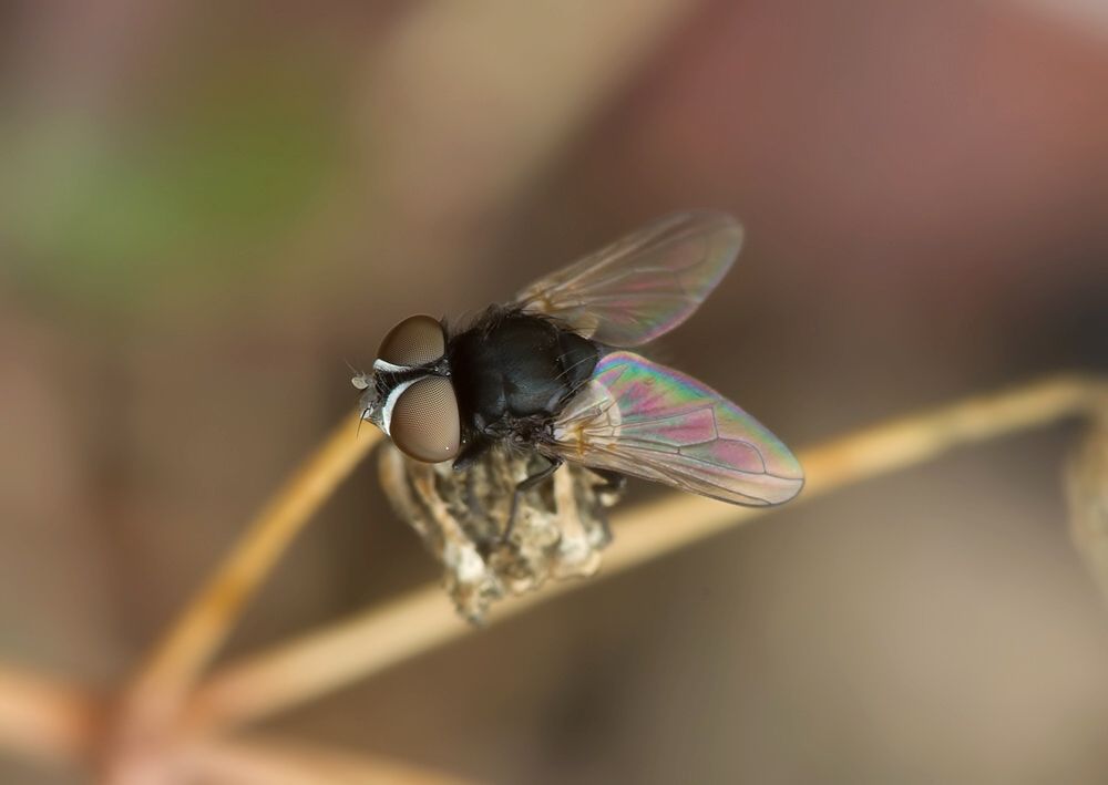 Phasia barbifrons