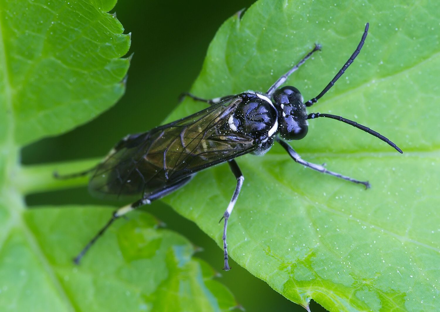 Macrophya alboannulata