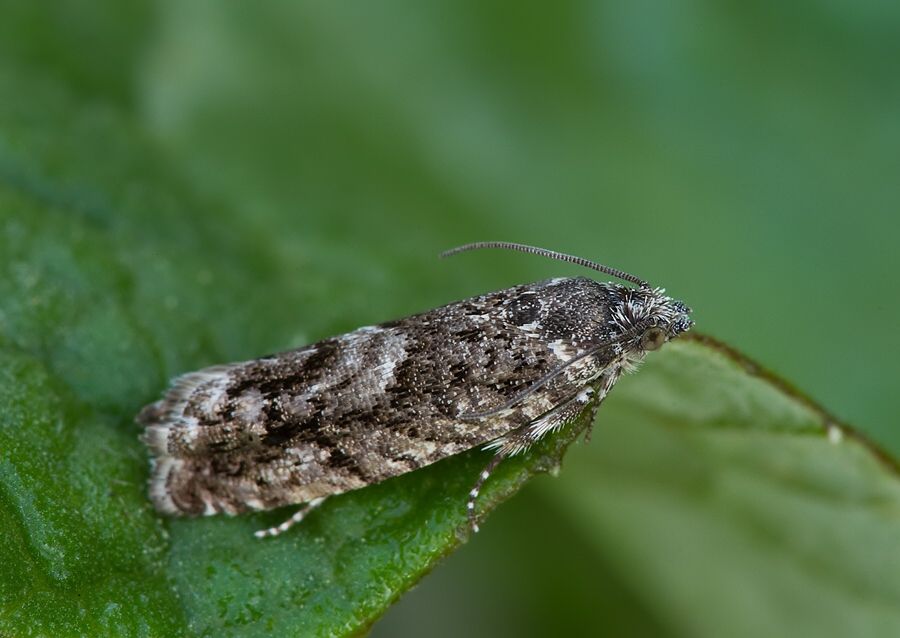 Pammene giganteana