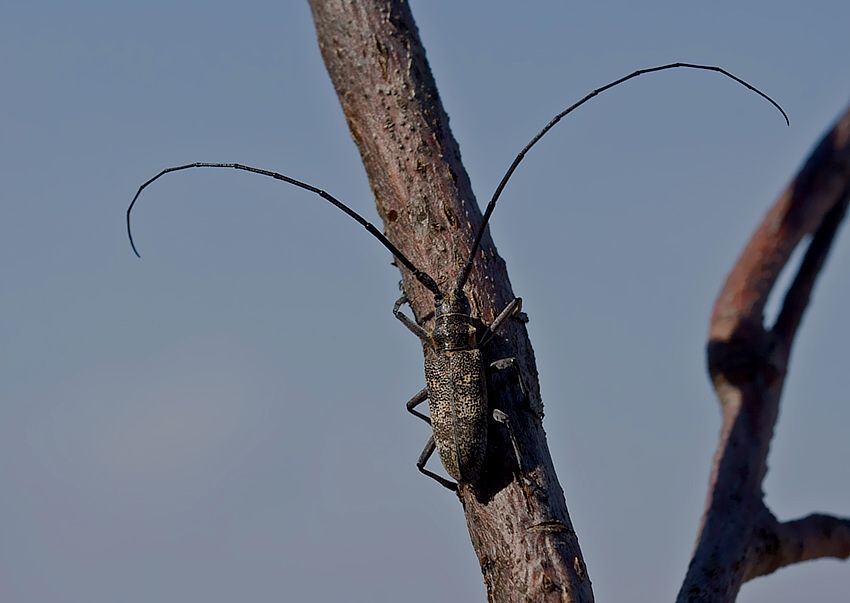 Monochamus galloprovincialis