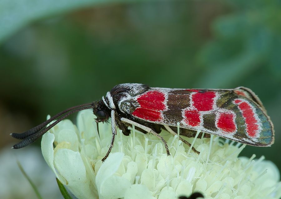 Zygaena carniolica