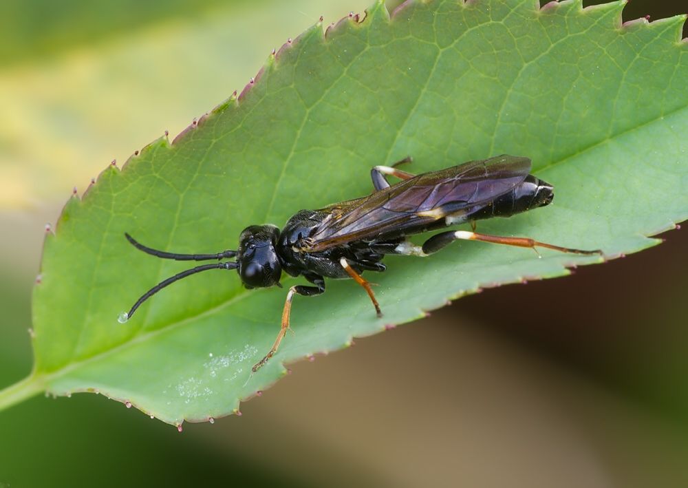 Allantus cinctus