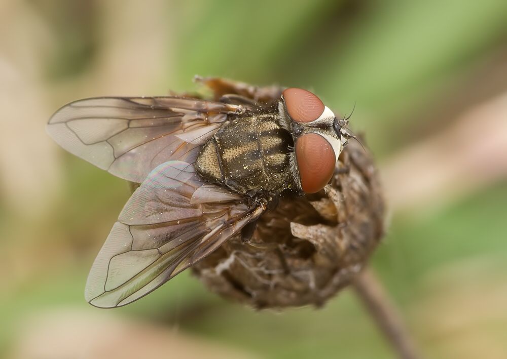 Phasia obesa