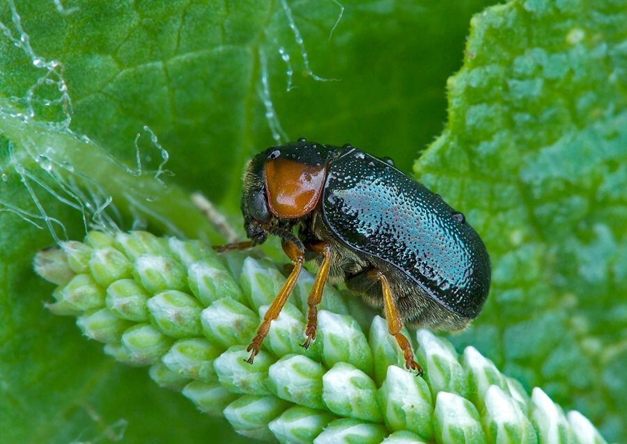 Smaragdina xanthaspis