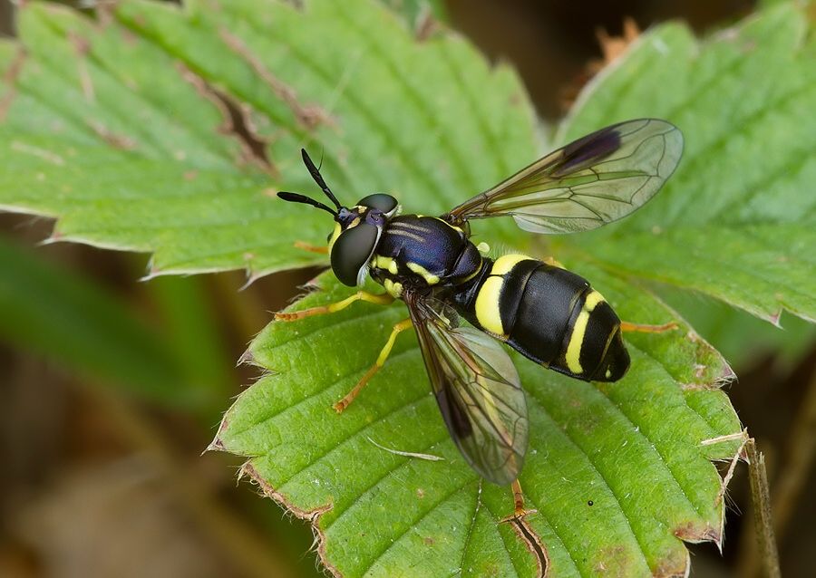 Chrysotoxum bicinctum