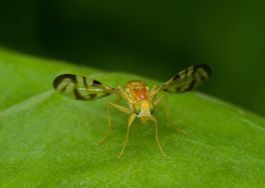 Acidia cognata