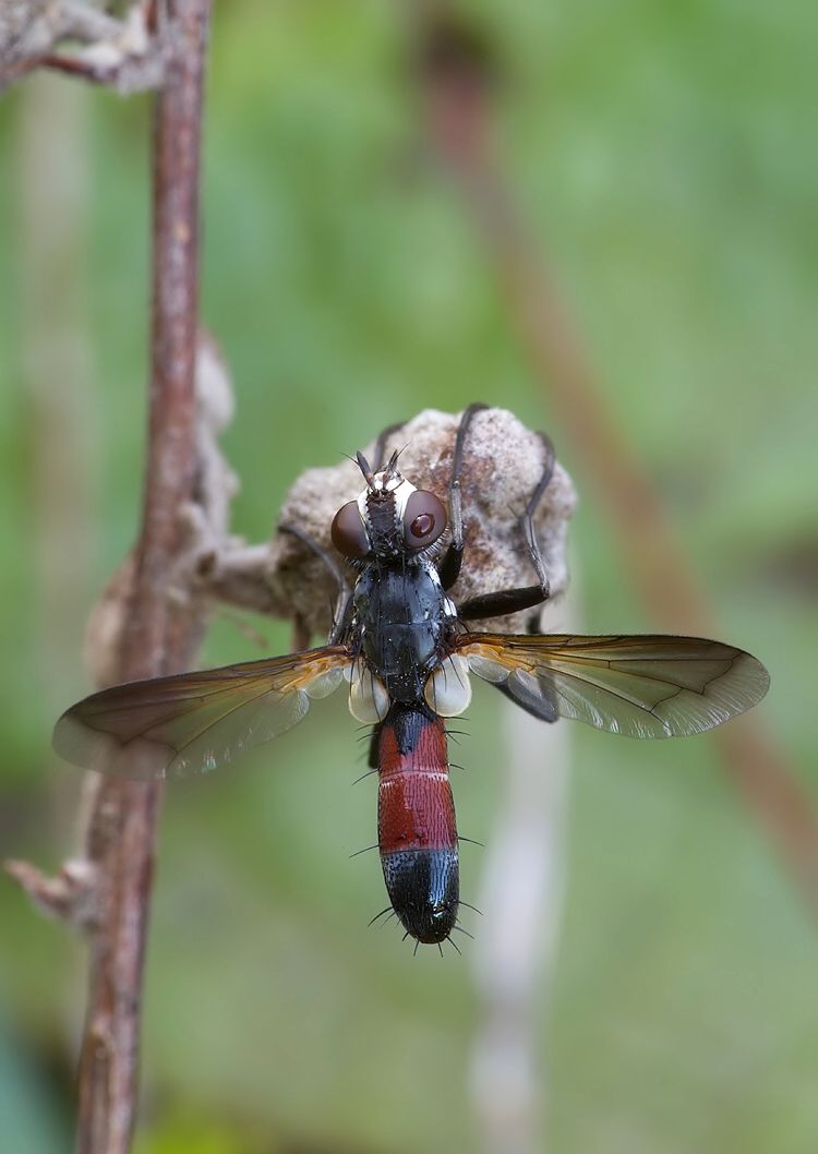 Cylindromyia brassicaria