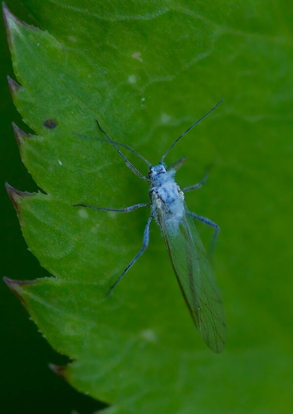 Euceraphis punctipennis cf.