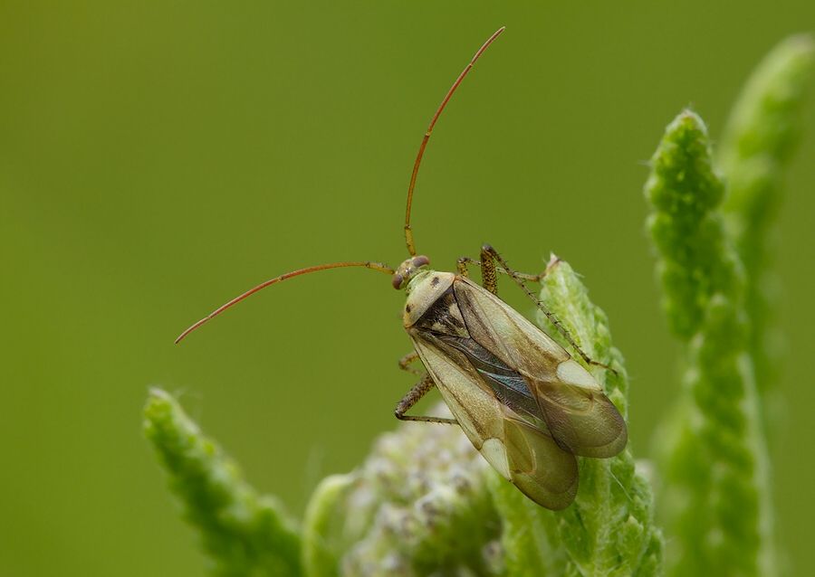 Adelphocoris lineolatus