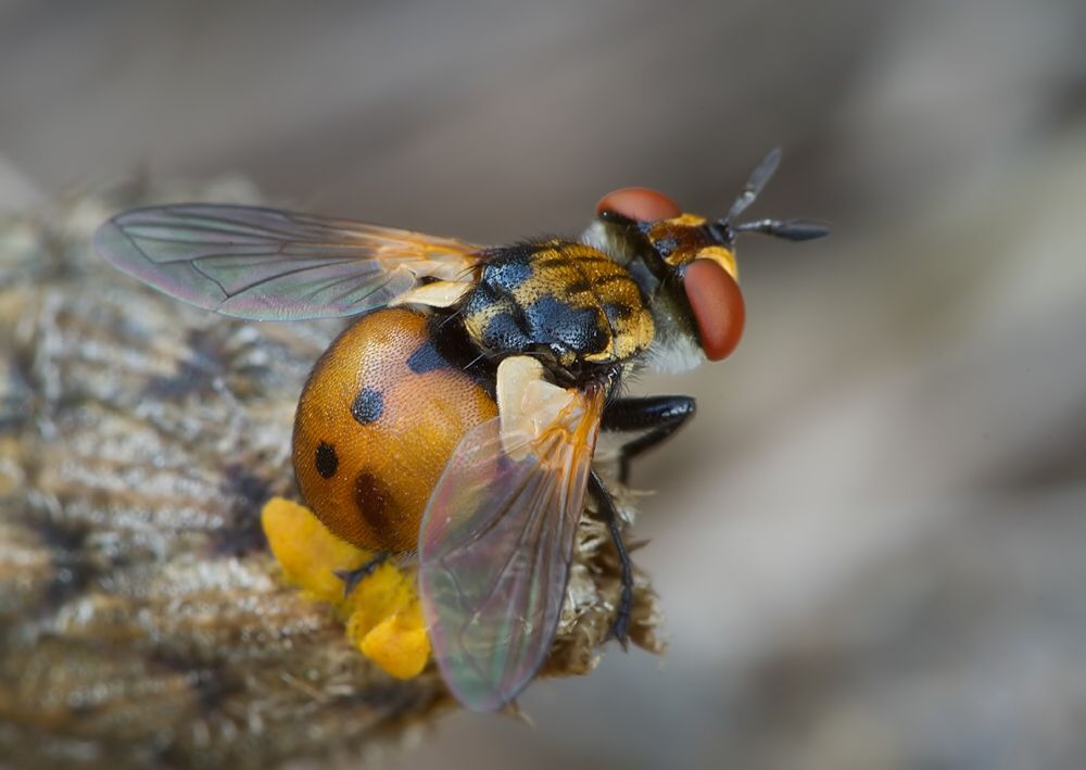 Gymnosoma dolycoridis