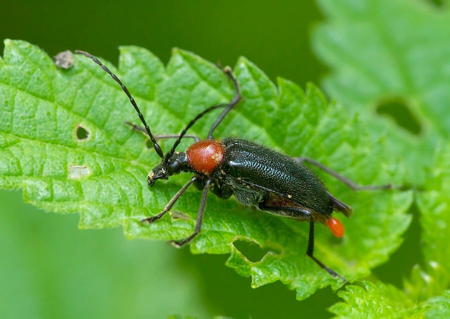 Dinoptera collaris