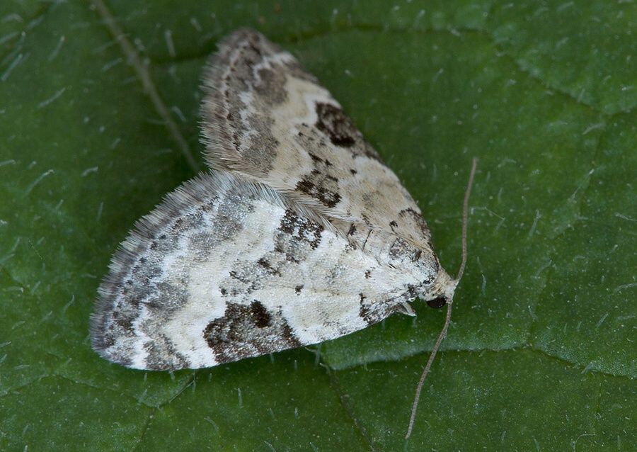 Perizoma blandiata