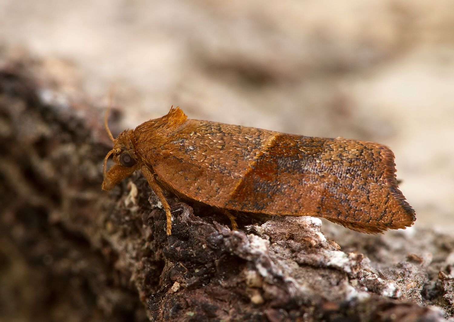 Pandemis dumetana