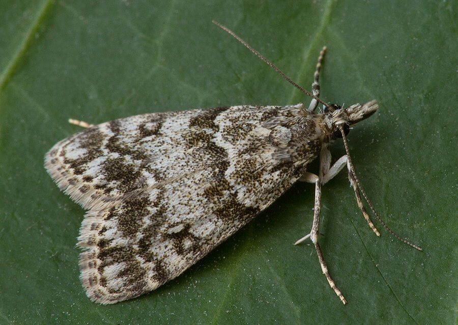 Eudonia lacustrata