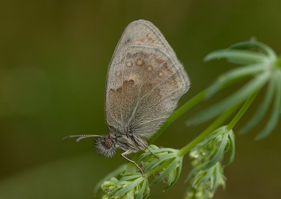 Coenonympha pamphilus (očkáň pohánkový)