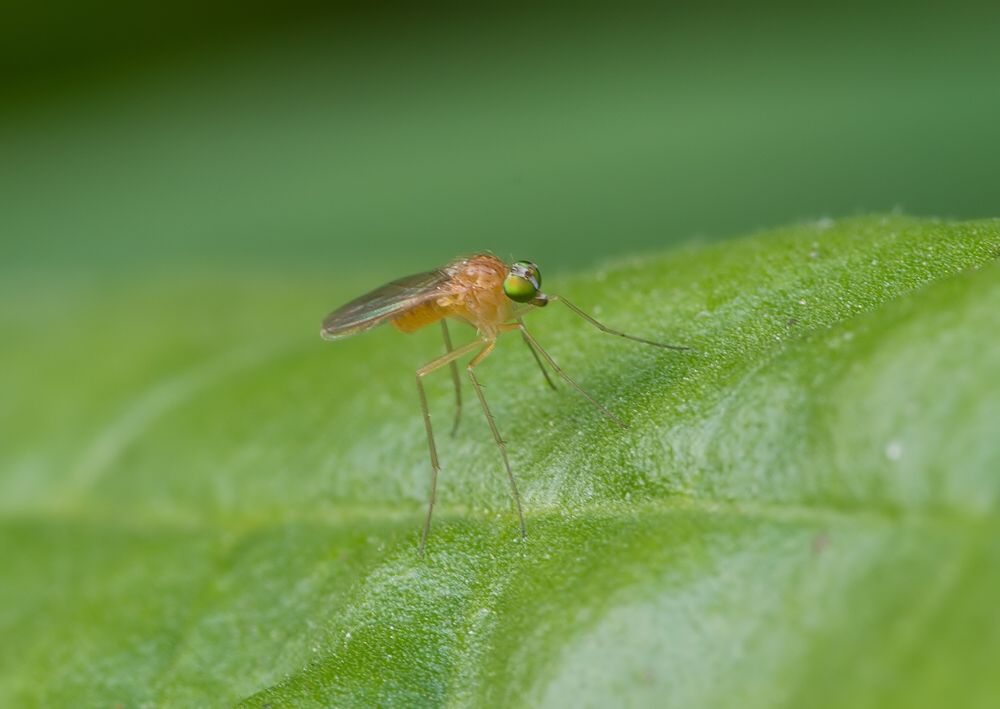 Xanthochlorus tenellus