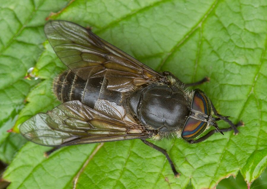 Tabanus quatuornotatus