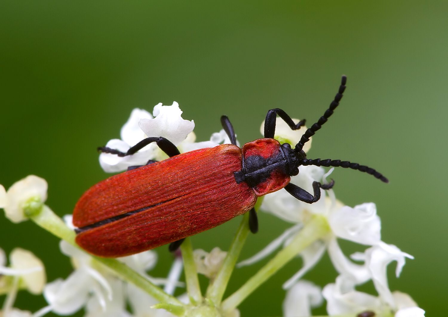 Lygistopterus sanguineus