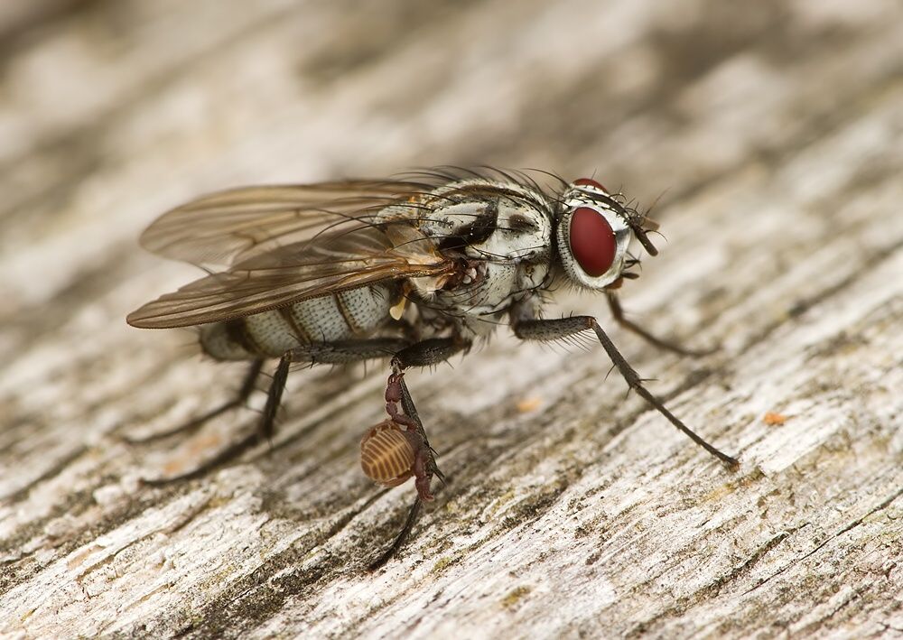 Eustalomyia festiva