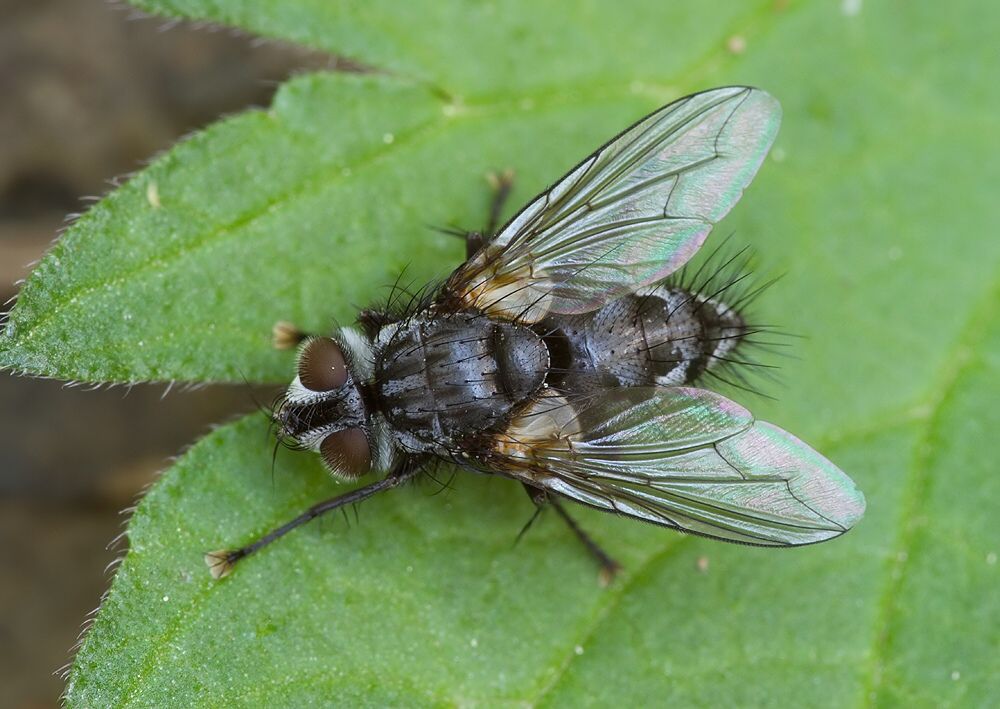 Phorocera assimilis