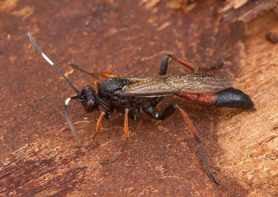 Stenichneumon culpator cf.