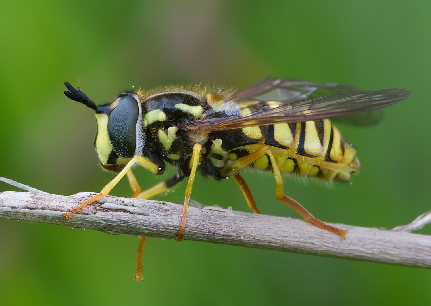 Chrysotoxum cautum