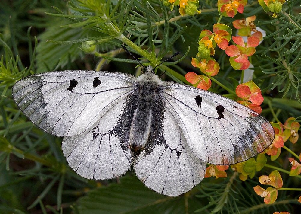 Parnassius mnemosyne (jasoň chochlačkový)