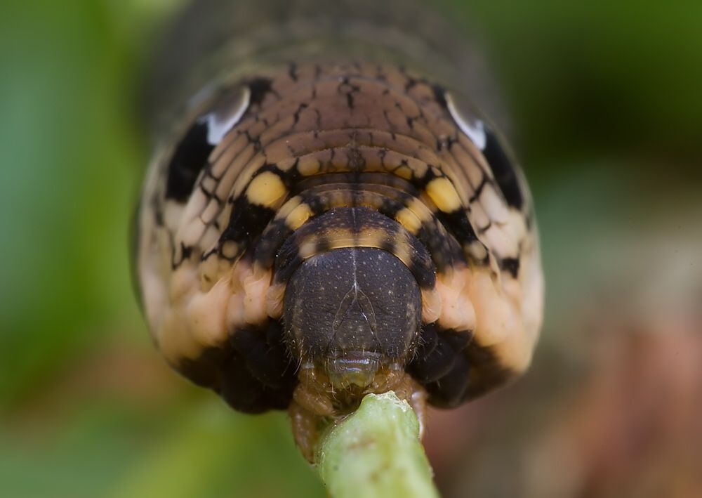 Deilephila elpenor
