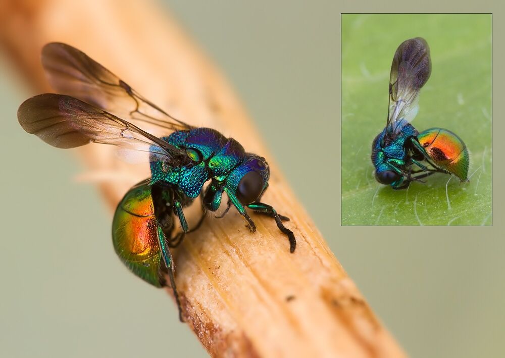 Holopyga ignicollis